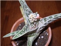 aloa variegeta